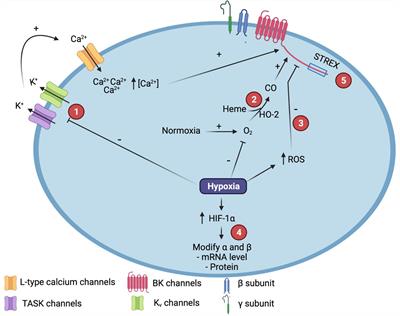 Hypoxic Regulation of the Large-Conductance, Calcium and Voltage-Activated Potassium Channel, BK